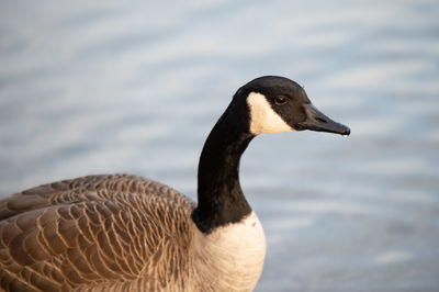 Close-up of a duck swimming in lake