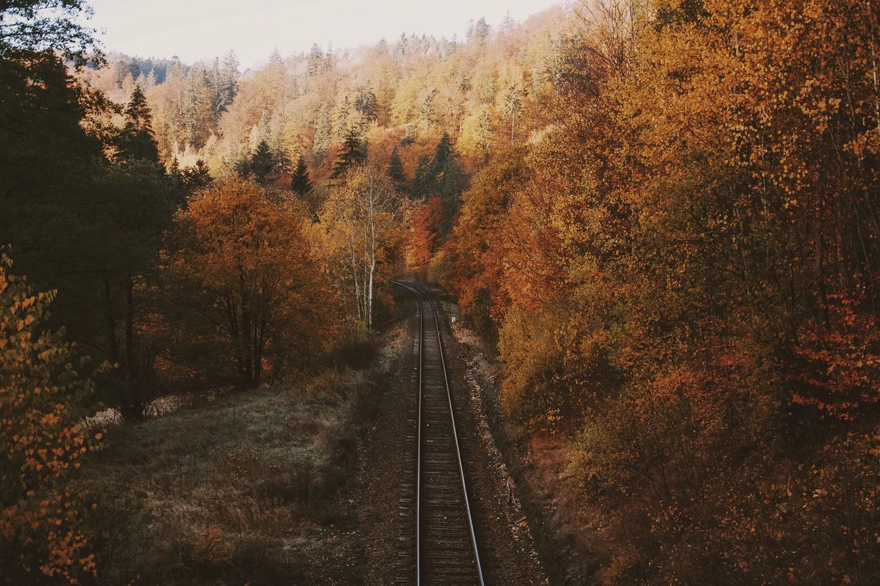 the way forward, transportation, tree, diminishing perspective, vanishing point, tranquility, railroad track, tranquil scene, nature, road, landscape, beauty in nature, rail transportation, forest, scenics, non-urban scene, outdoors, growth, sky, day