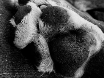 Close-up of sleeping cat