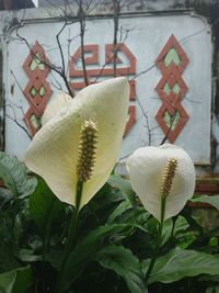 Close-up of flowers