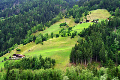 Scenic view of pine trees in forest