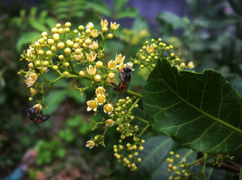Close-up of butterfly pollinating on flower
