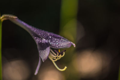 Close-up of raindrops on purple flowering plant