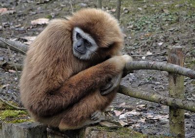 Monkey on grass