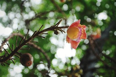 Close-up of red berries on tree