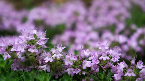 Close-up of purple flowering plants