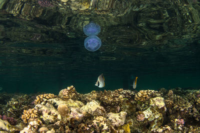 Close-up of fish swimming in aquarium