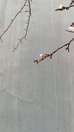 High angle view of dead plant on tree