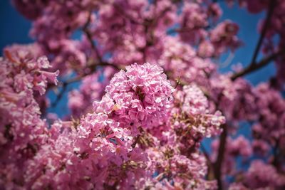 Close-up of pink cherry blossom