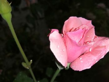 Close-up of wet pink rose flower