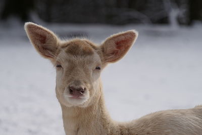 Portrait of white deer in snowy landscape 