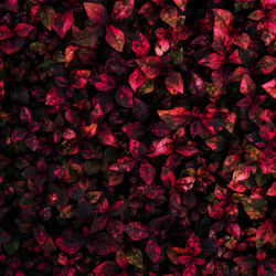 Full frame shot of red flowering plant