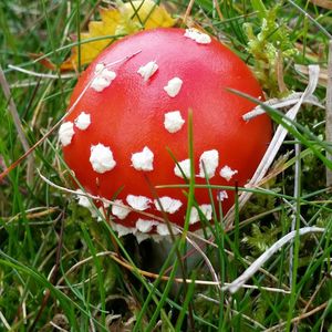 Close-up of plants growing on grassy field