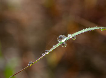 Close-up of water drops on blade of plant