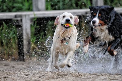 Dog running in park