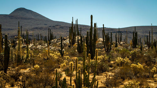 Scenic view of cactus against sky