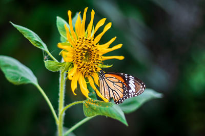 Close-up of butterfly pollinating on flower