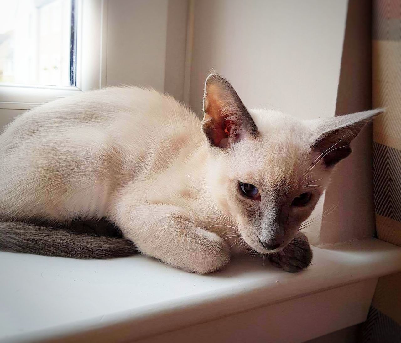 CLOSE-UP OF CAT LYING ON FLOOR