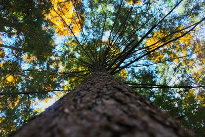 Low angle view of tree in forest