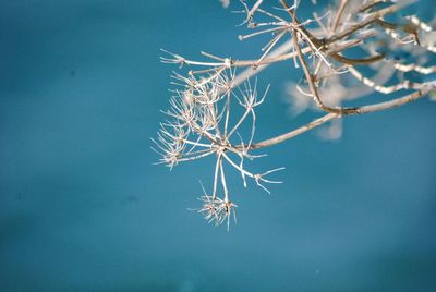 Close-up of plant against blue sky during winter