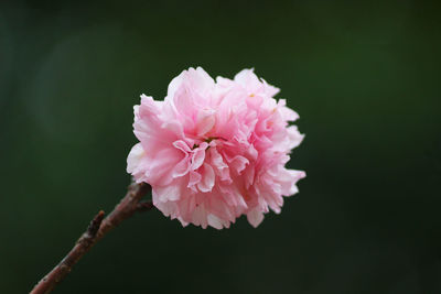 Close-up of pink flower