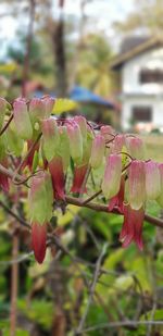 Close-up of pink flowers blooming outdoors