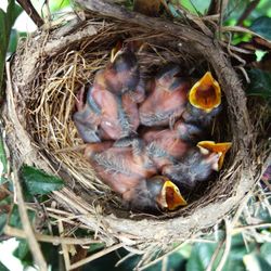 Close-up of birds in nest