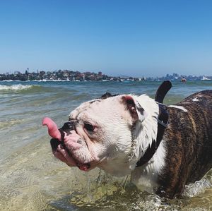 View of dog on beach against sky