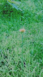 Close-up of flower growing in field