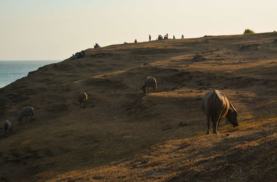 Horses grazing in the sea