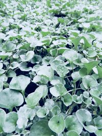 Full frame shot of flowering plants