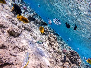 High angle view of fish swimming in sea