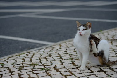 Stray cat scratching on sidewalk by road