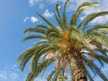 Low angle view of palm tree against sky