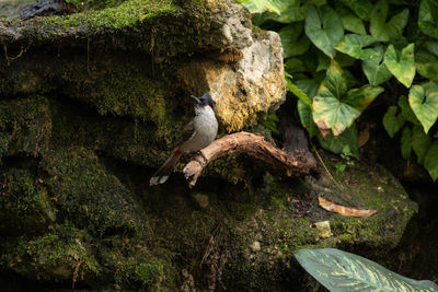 High angle view of bird perching on tree