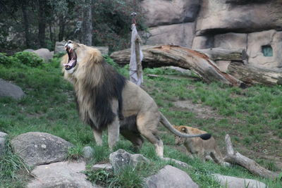 Roaring lion king with his child