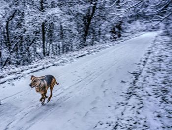 Dog standing on snow covered landscape