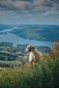 View of an animal on land