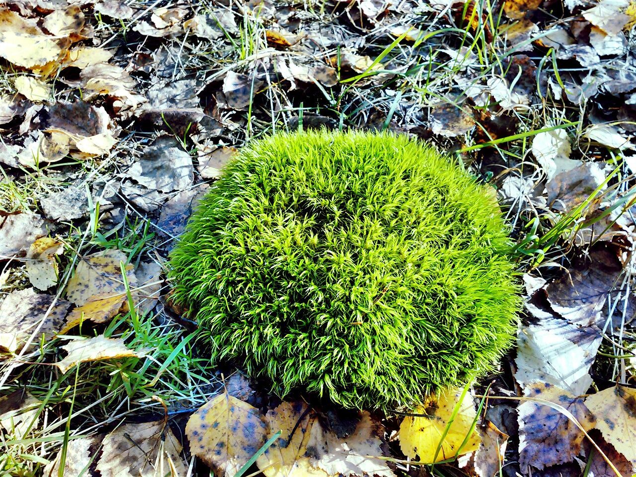 leaf, growth, green color, plant, nature, high angle view, moss, growing, tranquility, beauty in nature, field, rock - object, close-up, day, outdoors, no people, leaves, green, freshness, grass