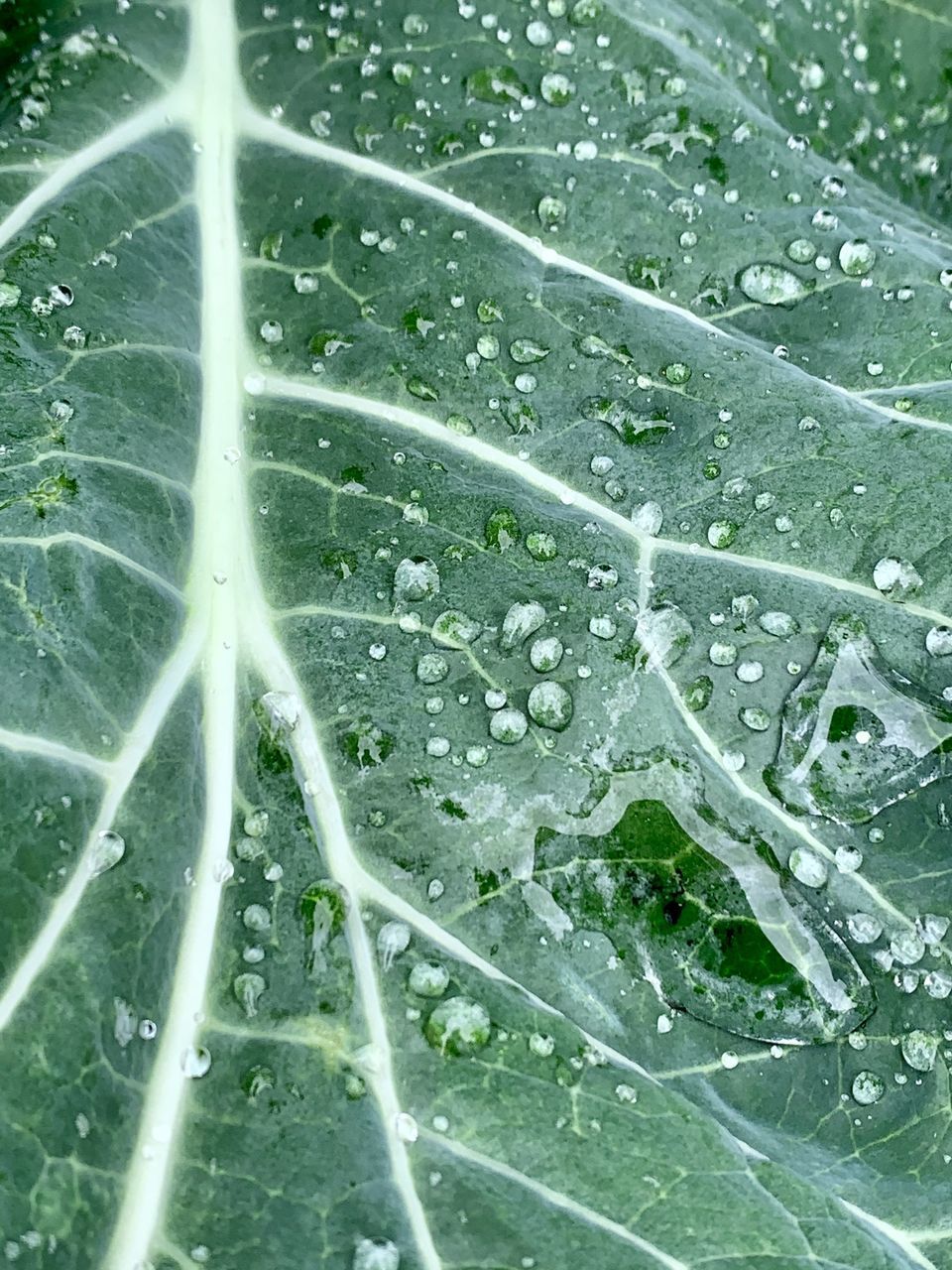 FULL FRAME SHOT OF WATER DROPS ON GLASS