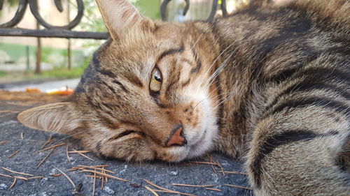 Close-up of a cat with eyes closed