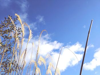 Low angle view of sky