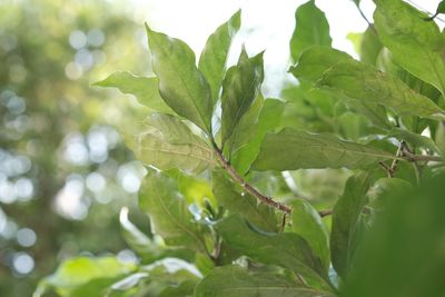 Close-up of fresh green leaves on plant