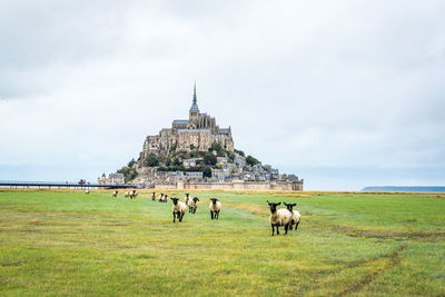 Horses in a field