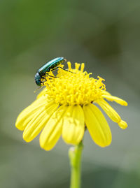 Close-up of insect on yellow flower