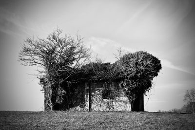 Trees on field against sky