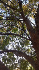 Low angle view of tree against sky