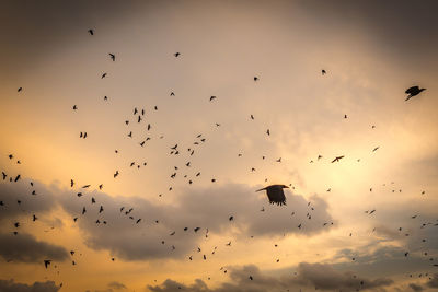 Low angle view of silhouette birds flying against sky