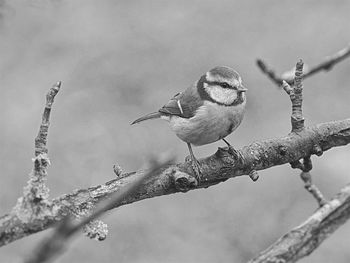 Close-up of bird perching on branch