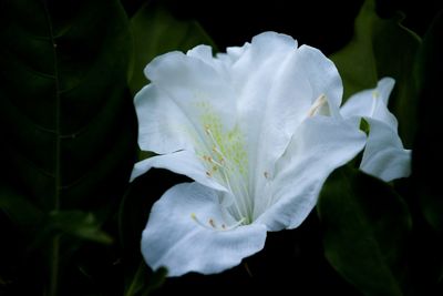 Close-up of white flower